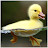Duck Quack #1