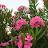 Oleander