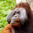 orangutan tv