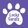 What could Lucky Ferals buy with $100 thousand?