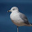 seagull Tracker