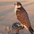 Falcon hunter