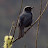 Cusco Birding