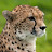 Save all Cheetahs