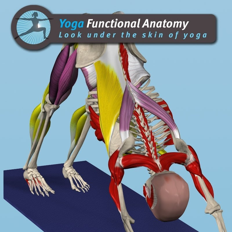 Yoga Functional Anatomy
