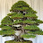Ahd Bonsai