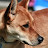 Aussie Dingo