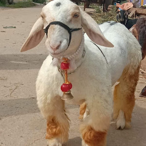 YASHODHA BANDUR SHEEP FARM (GP9M3gH6Q3Un6bbA9DsGzg) YouTube Stats ...