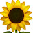 Sun Flower