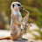 TheMusicalMeerkat