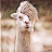 Curious llama