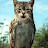 owl cat