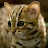 Rusty Spotted Cat