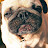 Dog Ava Blog