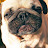 Dog Ava Blog