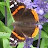 Della Peachey Avatar