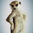 SlyMeerkat