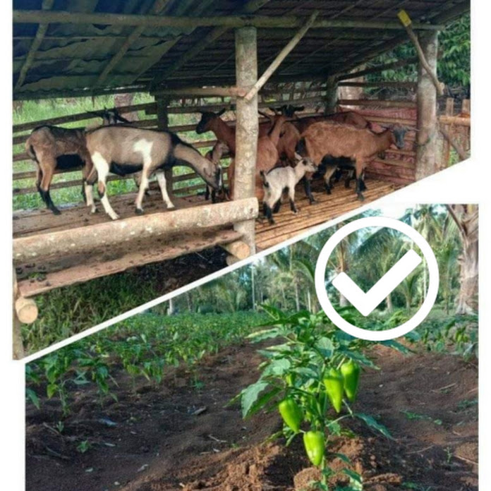 Farming Business Atbp Net Worth & Earnings (2026)