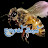 Dakune bigun දකුණේ බිගුන් bee keeping