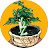 Jaya bonsai zone