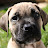 @boerboelmummy5075
