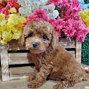 Puppies For Sale Local Breeders