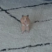 飼い主大嫌い系ハムスター