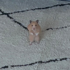 飼い主大嫌い系ハムスター