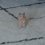 飼い主大嫌い系ハムスターのチャンネルアイコン