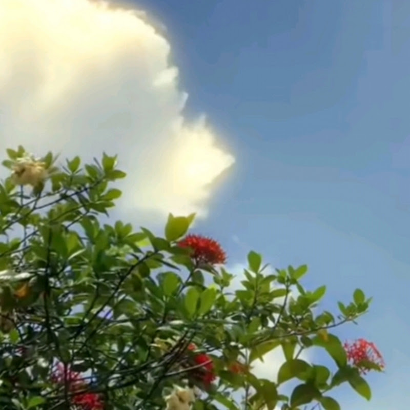 surya
