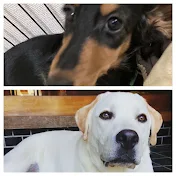 愛犬むーちゃんねる「ダックス&ラブラドール」