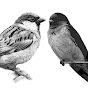 sparrow & swallow logo