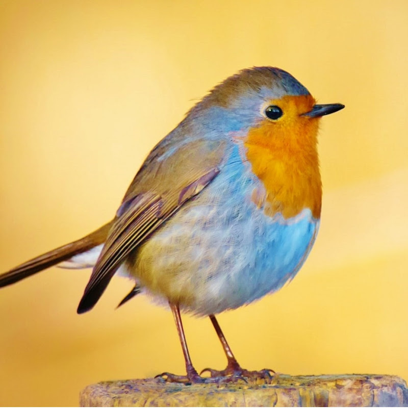 JW Songs - Kingdom Melodies (homemade)