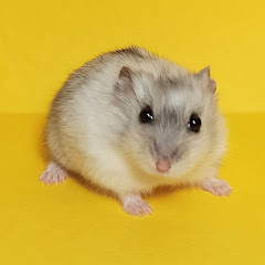 Логотип каналу HAPPY HAMSTERS