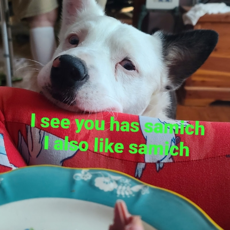 2BumsandaDog