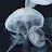 @-jellyfish-4796