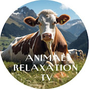 Animal Relaxation TV