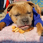 Street Dog & American Bully Image Thumbnail
