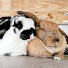 umcVhK9zbgo-channel-avatar-Bun's Best Life