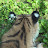 @_____tigre7485