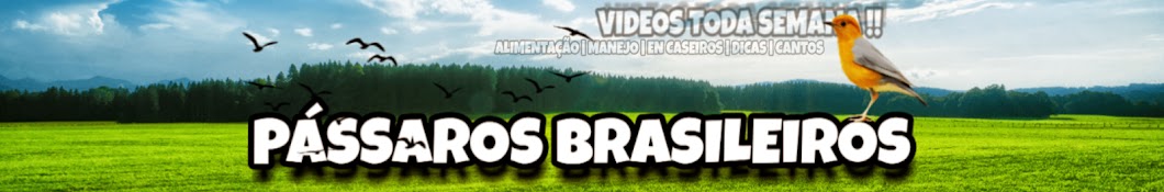 PÃ¡ssaros Brasileiros YouTube 频道头像
