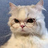NT8exfwoaeM-channel-avatar-Moony Cat