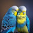 Love Birds Nisith