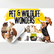 Pet And Wildlife Wonders