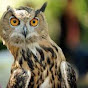 Owl Storytime