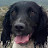 Wonderful Working Springer Spaniel