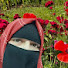 AyX8ltq2NAA-channel-avatar-Saleha Barkat Ali 