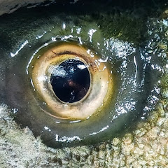 Jersey Jim Fish