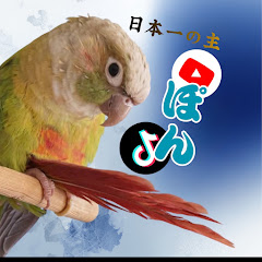 ぽん