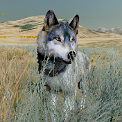 wolf in the sage